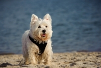 Picture of West Highland White Terrier near shore