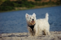Picture of West Highland White Terrier near water