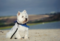 Picture of West Highland White Terrier on beach, wearing scarf