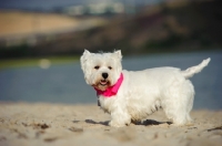 Picture of West Highland White Terrier on beach