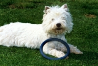 Picture of west highland white terrier on lawn with rubber ring