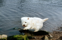 Picture of west highland white terrier on rock beside river