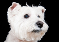 Picture of West Highland White Terrier on black background