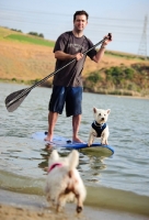 Picture of West Highland White Terrier on surfboard