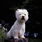 Picture of west highland white terrier on  log, looking out 
