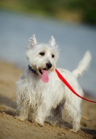Picture of West Highland White Terrier on red lead