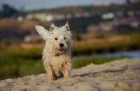 Picture of West Highland White Terrier on sand