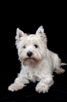 Picture of West Highland White Terrier on black background