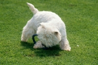 Picture of west highland white terrier on playing with toy
