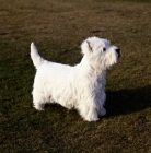 Picture of west highland white terrier on grass