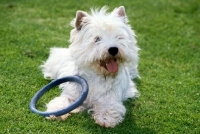 Picture of west highland white terrier on lawn with toy