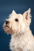 Picture of West Highland White Terrier portrait in studio