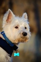 Picture of West Highland White Terrier portrait