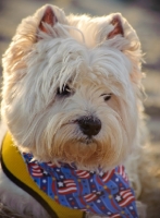 Picture of West Highland White Terrier portrait, wearing scarf