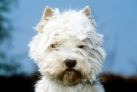 Picture of west highland white terrier portrait