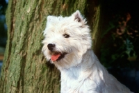 Picture of west highland white terrier, portrait