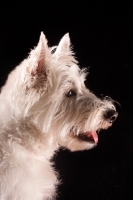 Picture of West Highland White Terrier profile