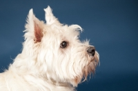 Picture of West Highland White Terrier profile in studio