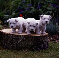 Picture of west highland white terrier puppies standing on log