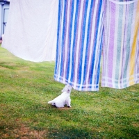 Picture of west highland white terrier puppy pulling at washing on line