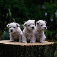 Picture of west highland white terrier puppies sitting together