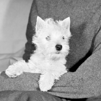 Picture of west highland white terrier puppy on lady's lap