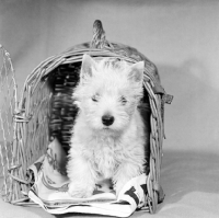 Picture of west highland white terrier puppy in dog carrying basket