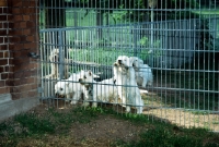 Picture of west highland white terrier puppies in a pen