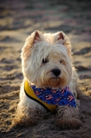 Picture of West Highland White Terrier resting on beach