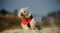 Picture of West Highland White Terrier running on sand