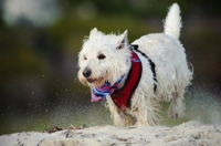 Picture of West Highland White Terrier running