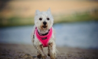 Picture of West Highland White Terrier running towards camera