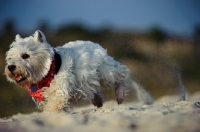 Picture of West Highland White Terrier running on sand