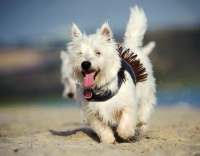 Picture of West Highland White Terrier running