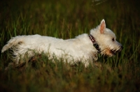 Picture of West Highland White Terrier running through grass