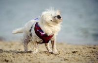 Picture of West Highland White Terrier shaking