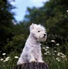 Picture of west highland white terrier sitting on a log