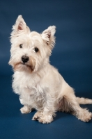 Picture of West Highland White Terrier sitting in studio