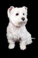 Picture of West Highland White Terrier sitting on black background