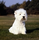 Picture of west highland white terrier sitting on a lawn