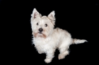 Picture of West Highland White Terrier sitting in studio