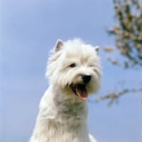 Picture of west highland white terrier, sparkie, head study 