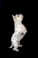 Picture of West Highland White Terrier standing up