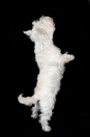 Picture of West Highland White Terrier standing on hind legs