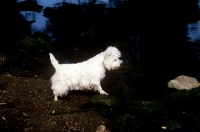 Picture of west highland white terrier standing on rocks