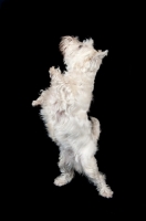 Picture of West Highland White Terrier standing up