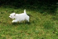 Picture of west highland white terrier trotting across lawn