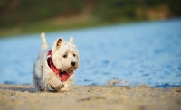 Picture of West Highland White Terrier walking near shore
