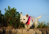 Picture of West Highland White Terrier walking