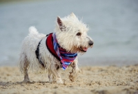 Picture of West Highland White Terrier walking on sand